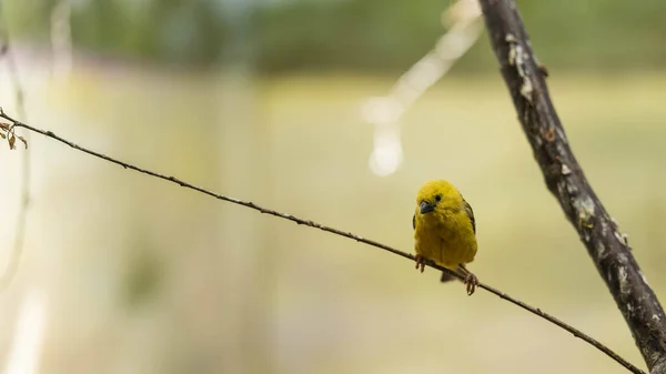 Canário amarelo sentado em um galho, incrível vida selvagem — Fotografia de Stock