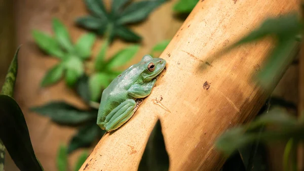 Βάτραχος που αναπαύεται σε ένα φύλλο περιμένοντας την ευκαιρία να φάει — Φωτογραφία Αρχείου