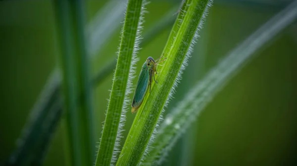 Die Einzigartige Zikade Ist Unter Der Umwelt Versteckt Unglaubliche Tierwelt — Stockfoto