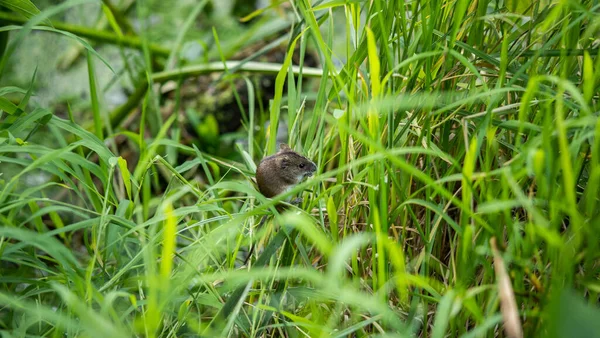 小老鼠在草地上采集种子 难以置信的野生动物 — 图库照片