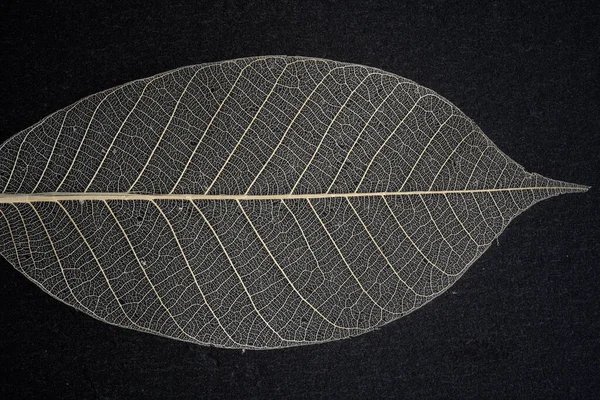 複雑な構造を持つ乾燥した透明な葉 — ストック写真