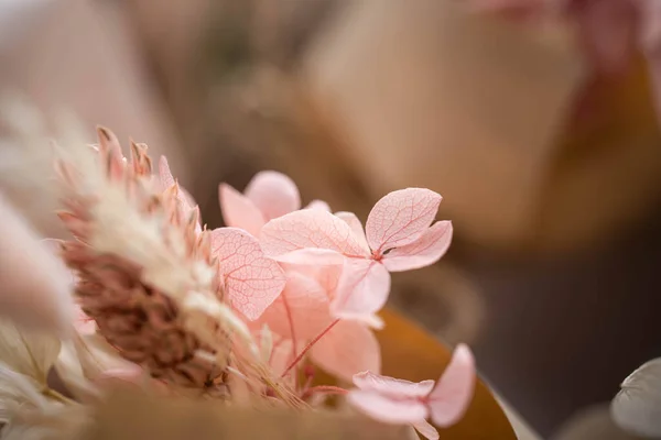Delikatny Różowy Hortensja Kwiaty Bliska — Zdjęcie stockowe