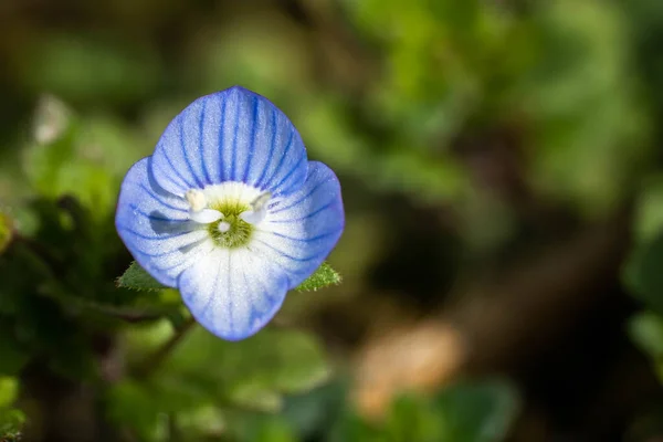 Incroyable fleur bleue de près, incroyable faune — Photo