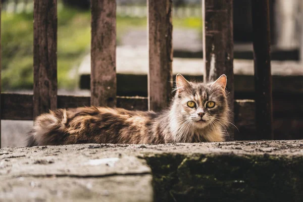 경탄 스러운 고양이가 정원을 거닐고 있고, 놀라운 야생 동물들이 있다 — 스톡 사진