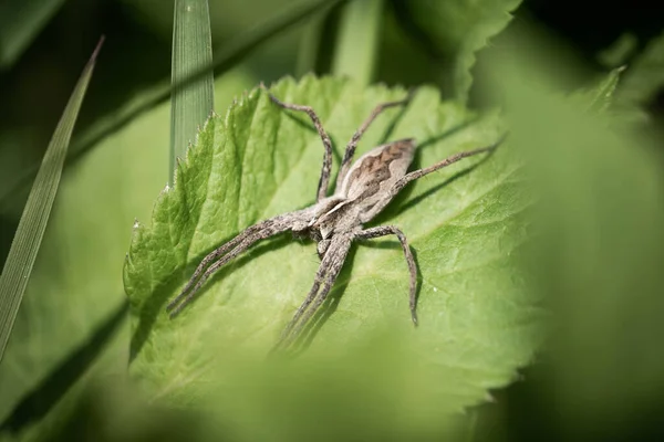Braune Spinne Auf Einem Blatt Wartet Auf Ein Opfer — Stockfoto