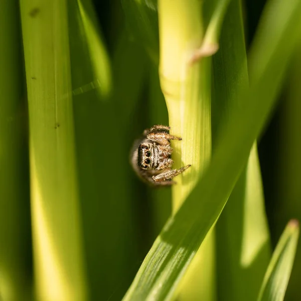 Cheerful cute spider runs on the grass