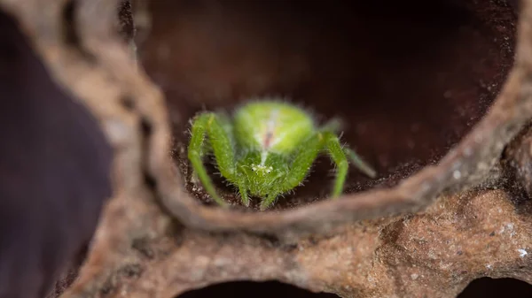 Aranha Verde Brilhante Esconde Abrigo — Fotografia de Stock