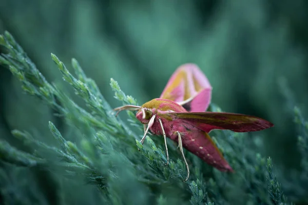 Butterfly Hawk Moth Evergreen Cover Incredible Wildlife — 图库照片