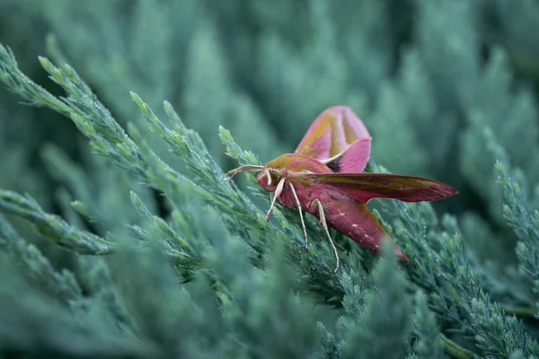 Butterfly Hawk Moth Evergreen Cover Incredible Wildlife — Stockfoto