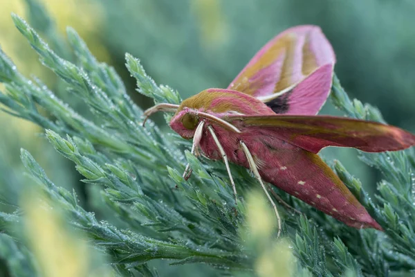Moth Hawk Moth Evergreen Cover Incredible Wildlife — Stockfoto