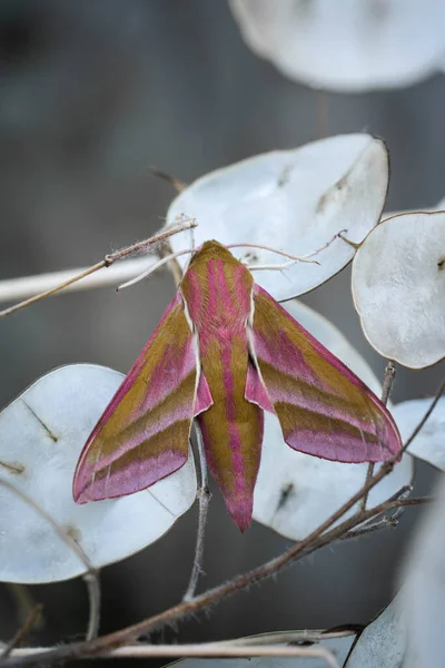 Butterfly Hawk Moth Dry Lunaria — Stock Photo, Image