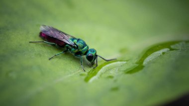 İnanılmaz güzel, çok renkli, parlak eşekarısı bir damladan su içiyor, inanılmaz bir vahşi yaşam.
