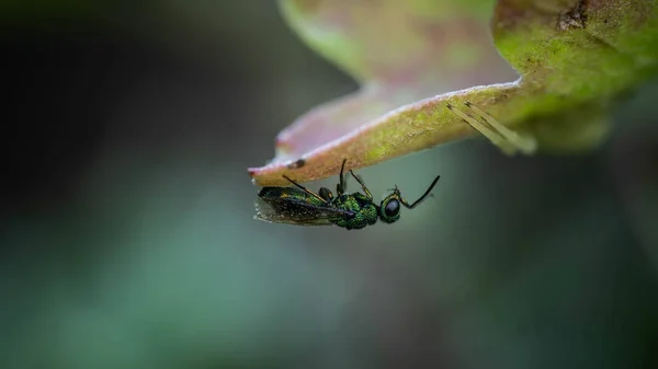 Unglaublich Schöne Helle Wespenwespe Die Auf Einem Blatt Ruht Unglaubliche — Stockfoto