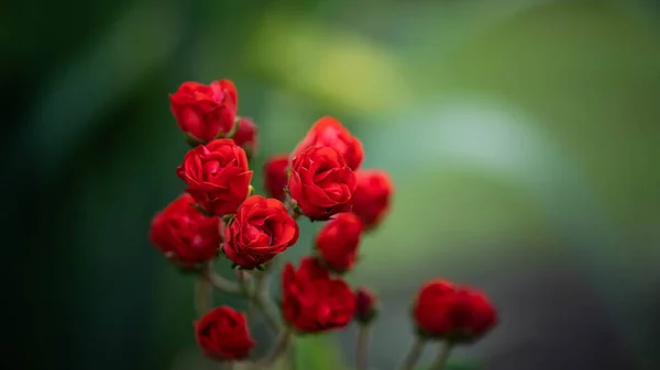 Hermosas Rosas Delicadas Increíble Vida Silvestre —  Fotos de Stock