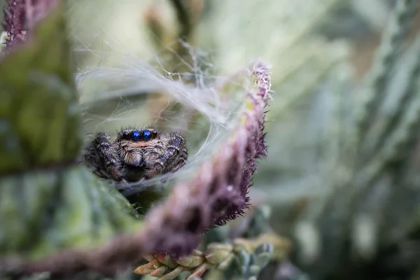 Une Araignée Sauteuse Cachée Parmi Les Feuilles Une Faune Incroyable — Photo