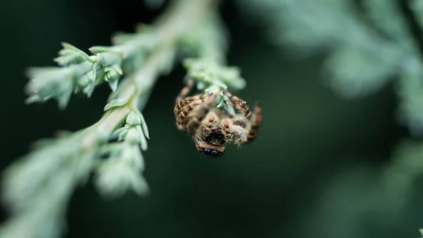 Niedliche Spinne Wird Kopfüber Auf Einem Ast Gespielt — Stockfoto