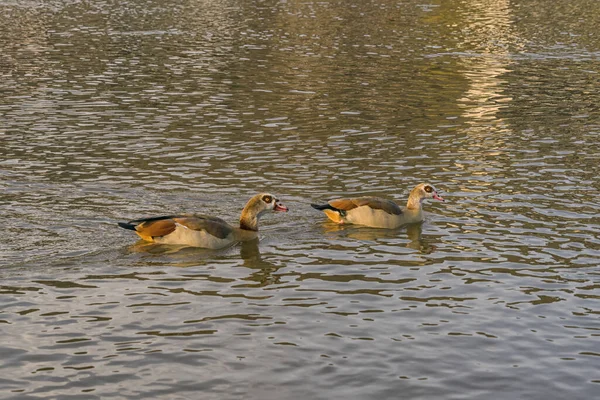 Paire Oies Égyptiennes Nageant Dans Une Rivière — Photo