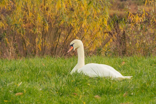 Weißer Schwan Sitzt Herbst Grünen Gras — Stockfoto