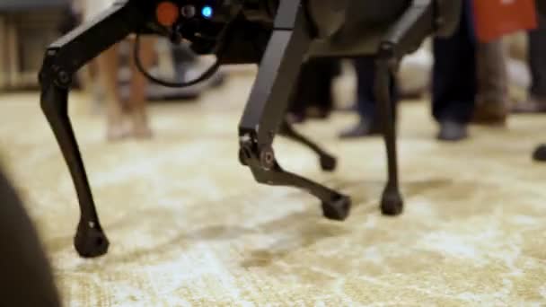 Jambes métalliques d'un robot chien gros plan en mouvement — Video