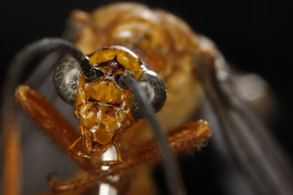 Flyga närbild — Stockfoto