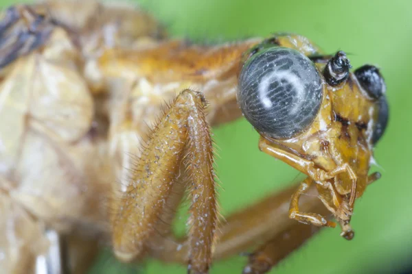 Close-up mosca — Fotografia de Stock