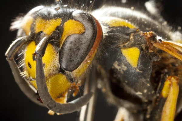 Bumblebee — Stock Photo, Image