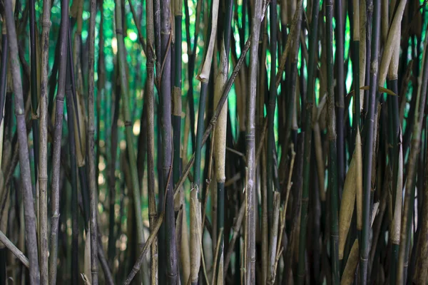 Bamboo trees — Stock Photo, Image