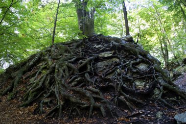 Ağaç kökleri