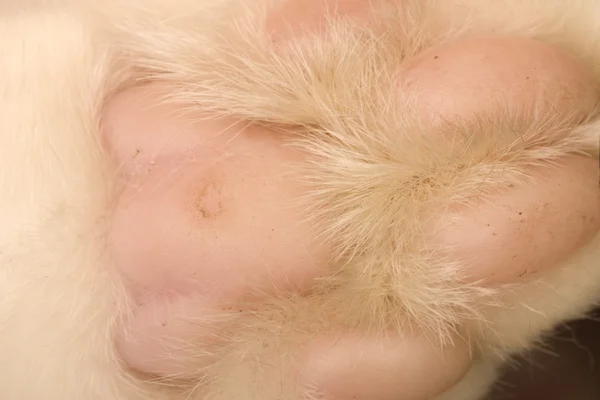 Cat's paw — Stock Photo, Image