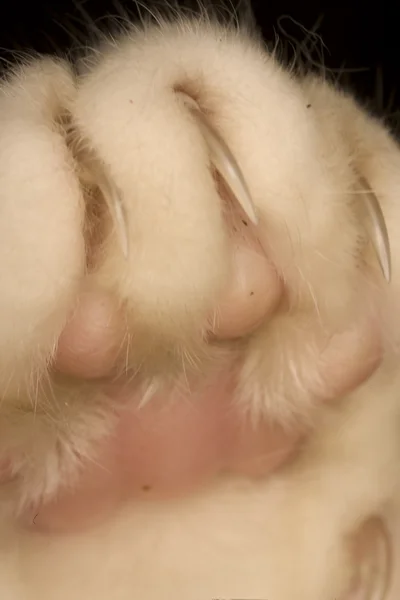 Cat's paw — Stock Photo, Image