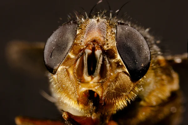 Fliegenauge. — Stockfoto