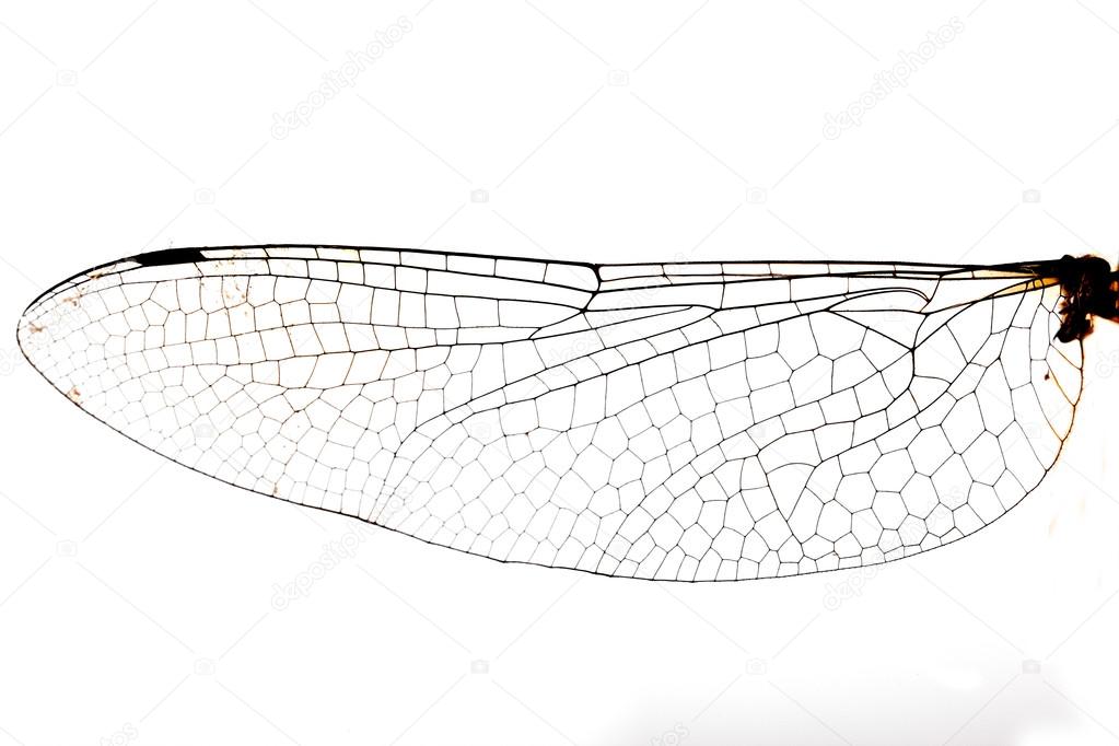 Dragonfly wing.