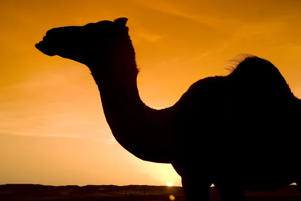 Kameel bij zonsondergang in zwarte woestijn — Stockfoto