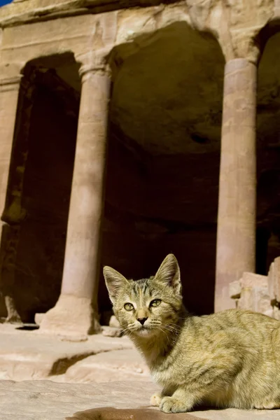 Katt antika tempel i petra, Jordanien. — Stockfoto