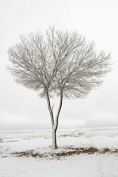 A frozen tree in Goreme, Cappadocia — Stock Photo, Image