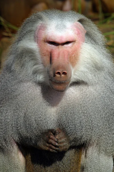 積極的な猿 — ストック写真