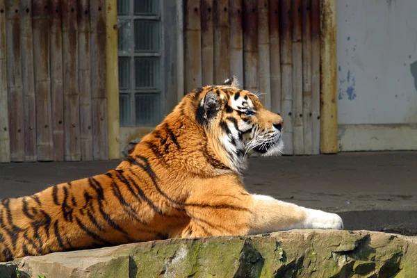 Avkopplande tiger — Stockfoto