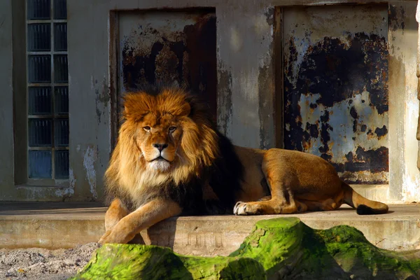 León hermoso — Foto de Stock