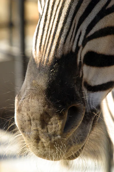 Schema di Zebra . — Foto Stock
