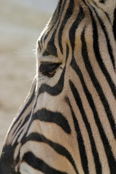 Zebra's mönster. — Stockfoto