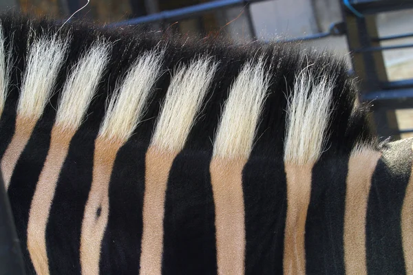 Zebra's pattern. — Stock Photo, Image