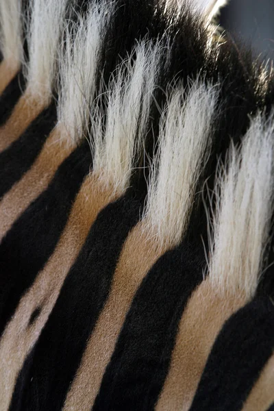 Zebra's pattern. — Stock Photo, Image