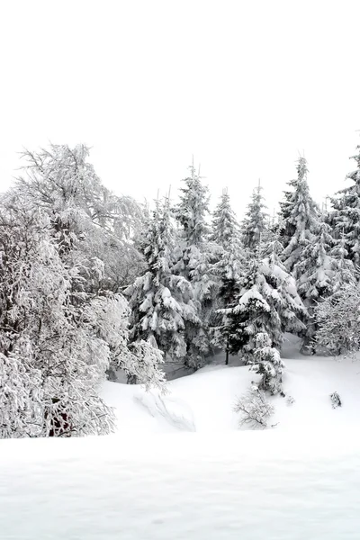 雪化粧木 — ストック写真