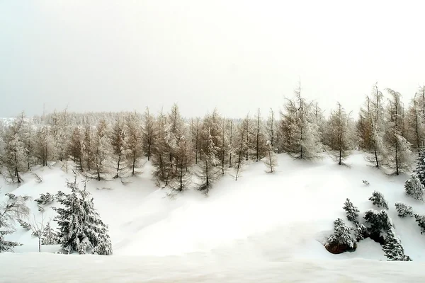 Alberi ricoperti di neve — Foto Stock