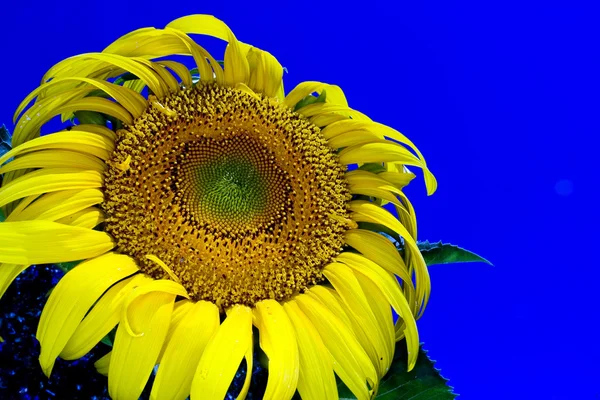 Sonnenblumenpflanze — Stockfoto