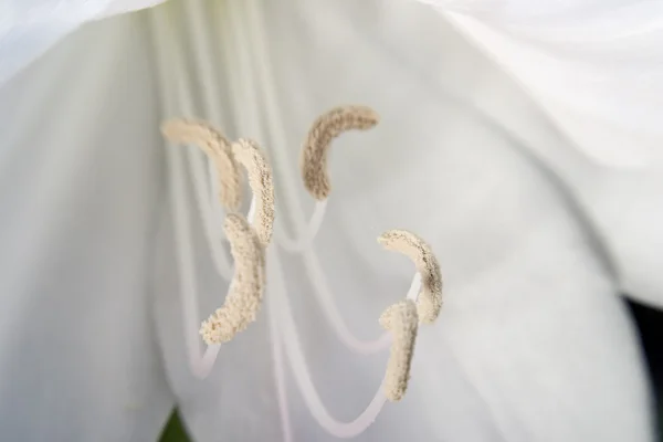 Partes de uma flor . — Fotografia de Stock