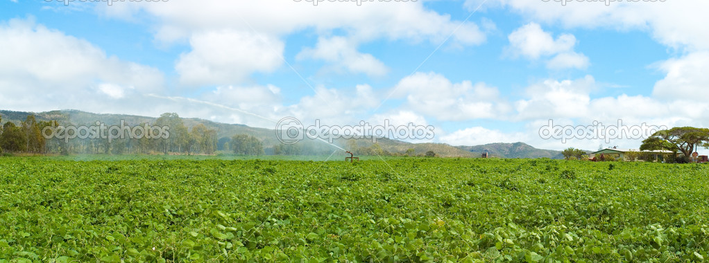 A field being irrigated.