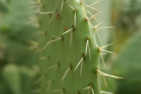 Sharp spines — Stock Photo, Image