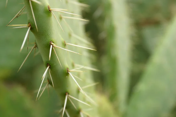 Sharp spines — Stock Photo, Image