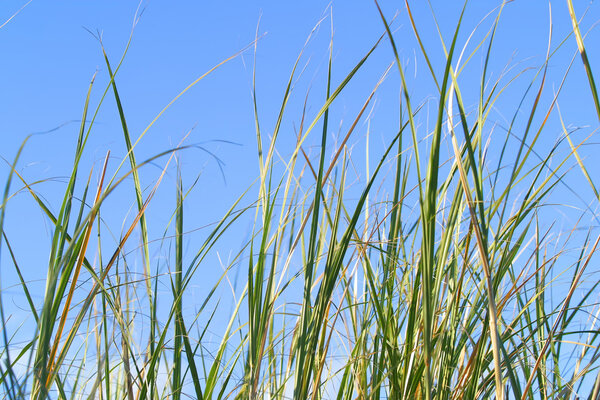 высокая трава